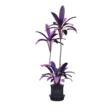 beyaz arkaplanda izole edilmiş mor çiçekler