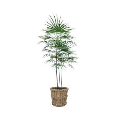 Beyaz arkaplanda izole edilmiş palmiye ağacı