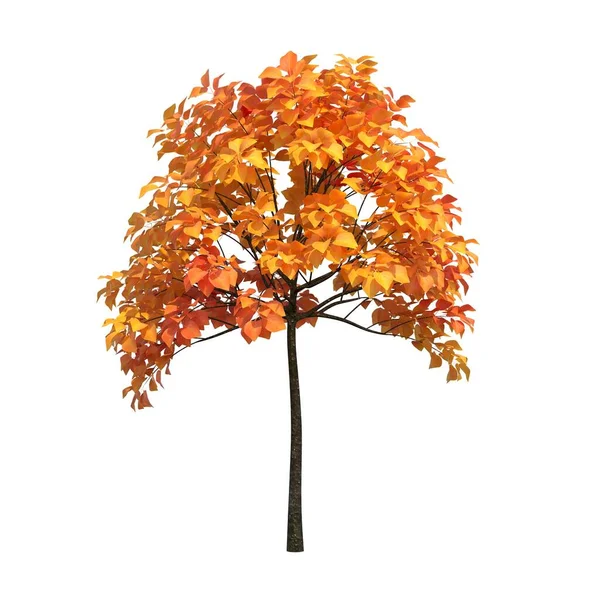 Árbol Otoño Aislado Sobre Fondo Blanco — Foto de Stock