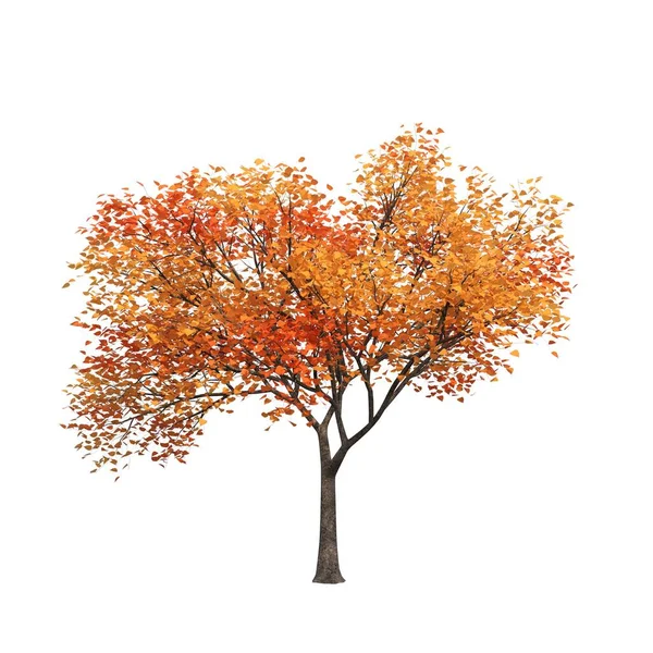Осеннее Дерево Листьями Белом Фоне — стоковое фото
