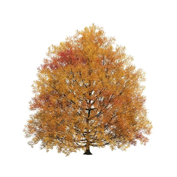 Arbre Automne Isolé Sur Fond Blanc — Photo