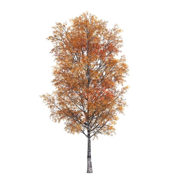 Arbre Automne Avec Des Feuilles Isolées Sur Fond Blanc — Photo