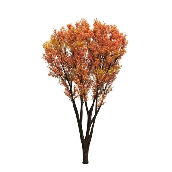 Podzimní Strom Listy Izolované Bílém Pozadí — Stock fotografie