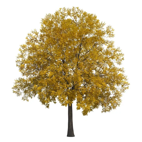 Höst Träd Med Blad Isolerade Vit Bakgrund — Stockfoto