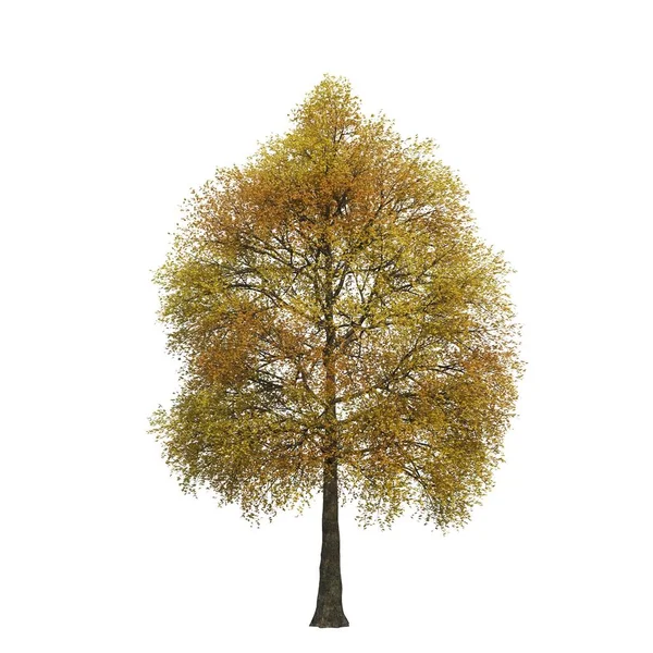 Arbre Automne Avec Des Feuilles Isolées Sur Fond Blanc — Photo