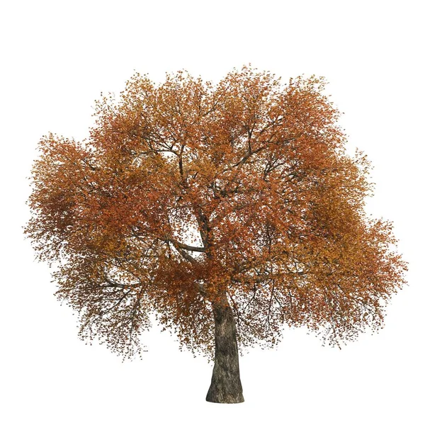 Pohon Musim Gugur Dengan Daun Terisolasi Pada Latar Belakang Putih — Stok Foto