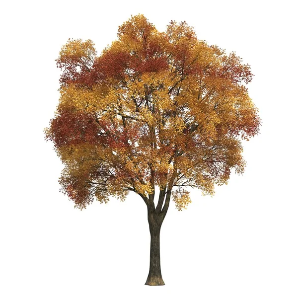 Podzimní Strom Izolované Bílém Pozadí — Stock fotografie