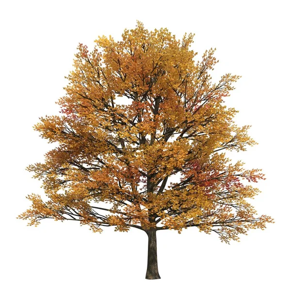 Pohon Musim Gugur Dengan Daun Terisolasi Pada Latar Belakang Putih — Stok Foto