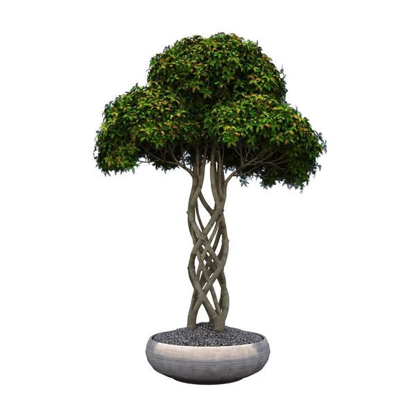 Bonsai Träd Isolerad Vit Bakgrund — Stockfoto