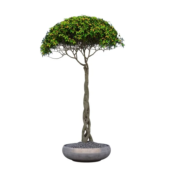 Bonsai Träd Isolerad Vit Bakgrund — Stockfoto