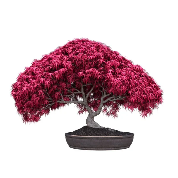 Bonsai Drzewo Garnku Izolowane Białym Tle — Zdjęcie stockowe