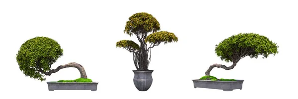 Bonsai Träd Potten Isolerad Vit Bakgrund — Stockfoto