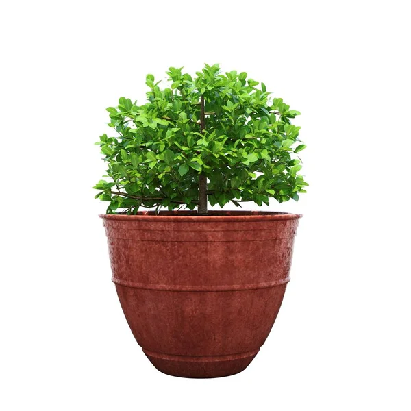 Groene Plant Pot Geïsoleerd Witte Achtergrond — Stockfoto