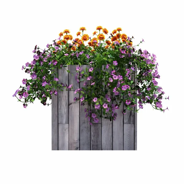 Vackra Blommor Kruka Vit Bakgrund — Stockfoto