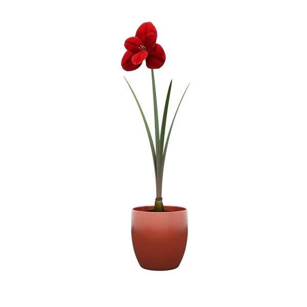 Flor Vermelha Vaso Isolado Fundo Branco — Fotografia de Stock