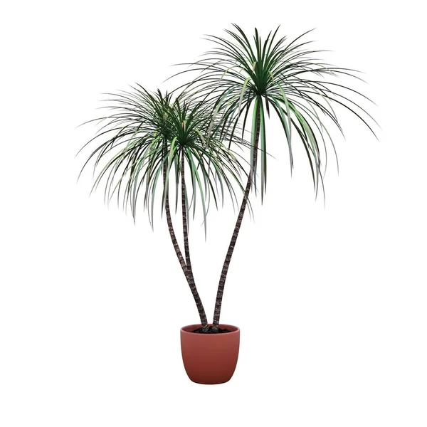 Palmera Aislada Sobre Fondo Blanco — Foto de Stock