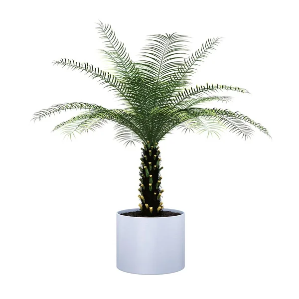 Palmera Aislada Sobre Fondo Blanco — Foto de Stock