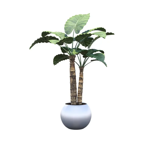Groene Plant Een Pot — Stockfoto