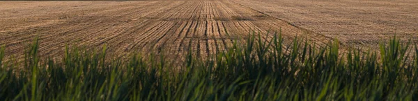 Panorama Harvested Brown Corn Field Green Grass Blades Foreground — Stock Photo, Image