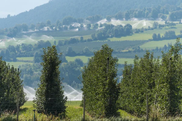 Alberi Frutto Meleto Alto Adige Con Impianti Irrigazione Sullo Sfondo — Foto Stock