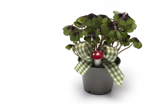 Close Flower Pot Four Leaf Clovers Mesh Decoration Lucky Charm — Stockfoto