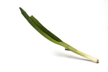 Pırasanın sapını kapatın. Beyaz arka planda yeşil pırasa. Yemek pişirmede kullanılacak malzeme olarak.