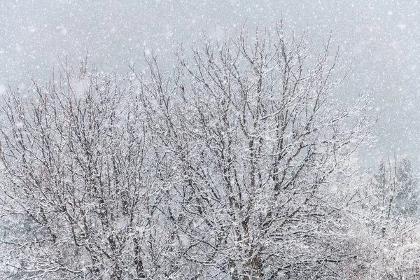 Büsche Und Bäume Stark Sichtbarem Naturschnee Mit Großen Schneeflocken Als — Stockfoto