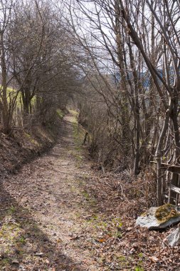 Sonbahar ya da ilkbahar zamanı, etrafını çevreleyen ağaçlar ve çalılarla çevrili ve hala kahverengi yaprakları olan büyülü bir yolun manzara görüntüsü.