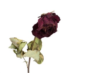 Solmuş kırmızı gülün gövdesi ve yaprakları beyaz arka plan konseptine yakın geçicilik ve kayıp için