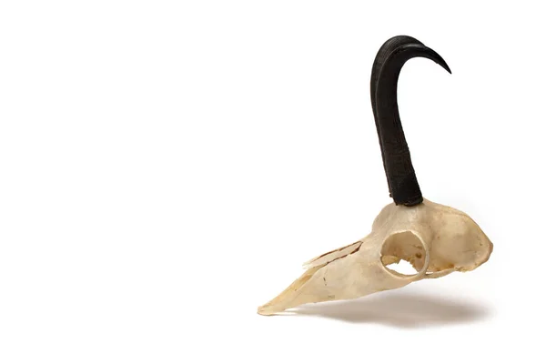 閉じるプロフィール側ビューの黒角上のスケルトンシャモア頭として狩猟トロフィー上の白い背景 — ストック写真
