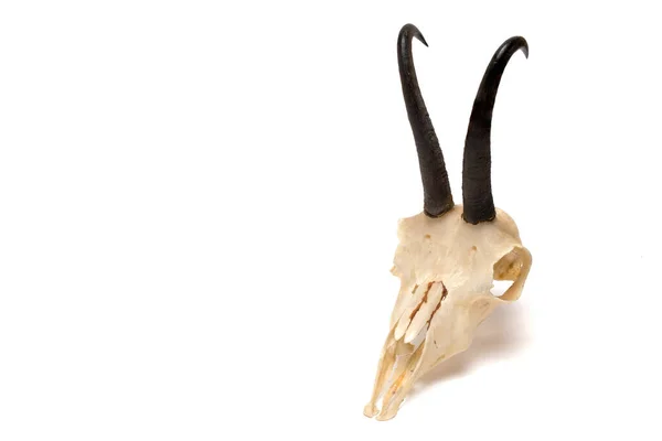 白い背景にシャモアの黒い角を持つ骨格の頭を閉じる狩猟トロフィーとして — ストック写真