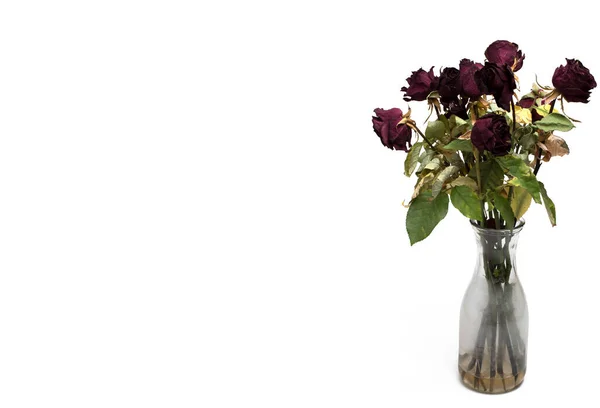 Квітковий Букет Висушених Червоних Троянд Скляній Вазі Брудною Водою Білому — стокове фото