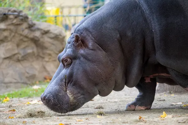 Gros Plan Latéral Hippopotame Comme Portrait Animal — Photo