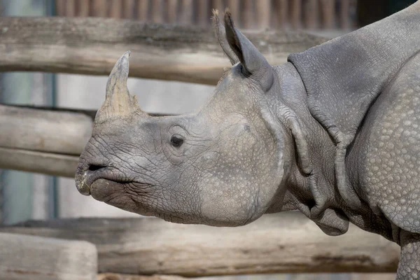 Close Rinoceronte Perfil Visto Lado Como Retrato Animal Animais Protegidos — Fotografia de Stock