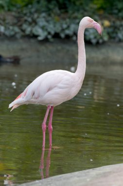 Bulutlu bir günde suyun üzerinde duran pembe bir flamingonun hayvan portresi