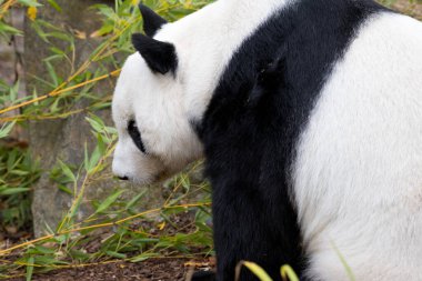 Yeşil bambu ve kayaların önündeki siyah-beyaz pandayı hayvan portresi olarak kullanabilirsiniz.