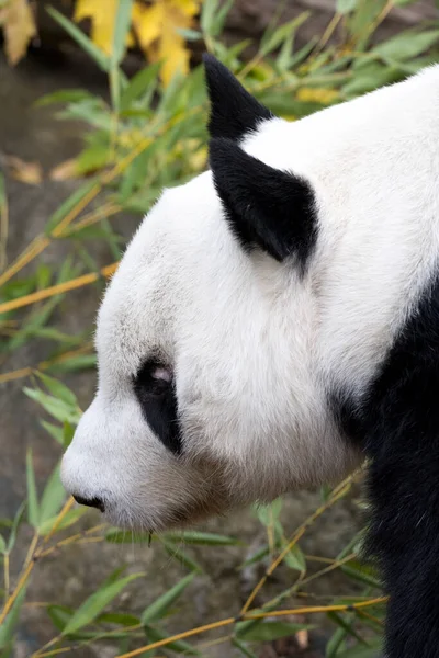 extreme closeup side profile animal portrait of the head of black and white panda as endangered species