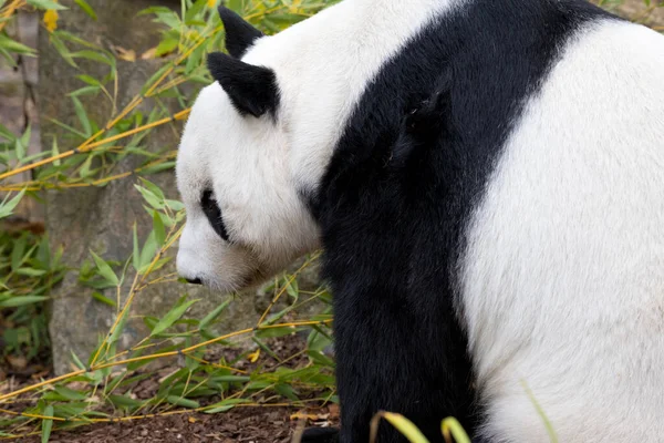Yeşil bambu ve kayaların önündeki siyah-beyaz pandayı hayvan portresi olarak kullanabilirsiniz.