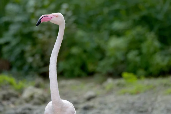 Nahaufnahme Rosa Flamingo Tierporträt Bewölkten Tag Wasser Des Sees Stehen — Stockfoto