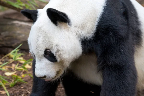 Close Animal Portrait Partial Seen Side Big Panda Bear Black — Stock Photo, Image