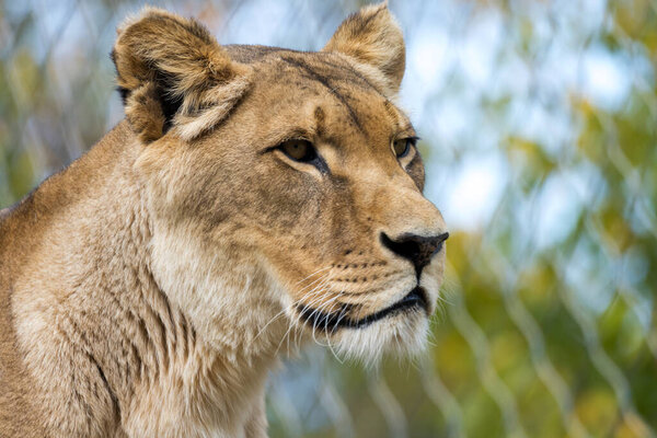 Хищница львица экстремальный крупный план с лицевой стороны косой интенсивный впечатляющий животный портрет величественной большой кошки дикой природы
