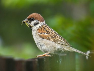 Avrasya ağaç serçesi, yiyecek, çit, çiftlik