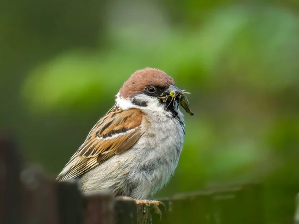 Eurasian Tree Sparrow Food Fence Homestead — Stock Photo, Image