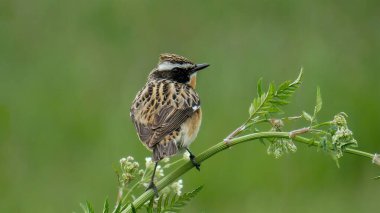 Küçük bir kuş. Whinchat, bir bitkinin üzerinde, yeşil bir arka planda.
