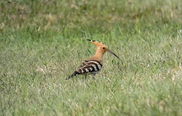 Huppe Eurasienne Oiseau Été Recherche Nourriture Dans Herbe — Photo