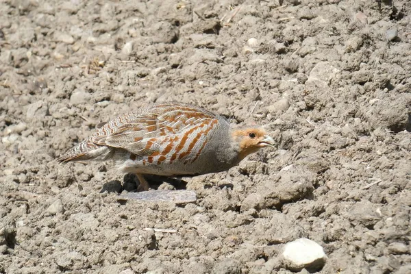 カートリッジとその遅い動き 耕された畑の鳥 石の隣に — ストック写真