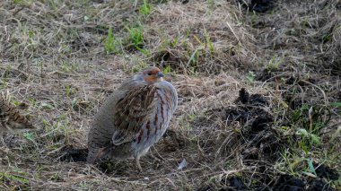Gri keklik Sonbahar yatağında