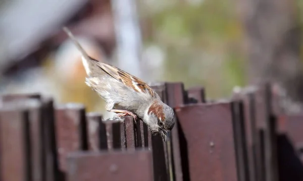 House Sparrow Watching Earth — Stock Photo, Image