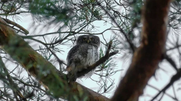 Hibou Pygmée Eurasien Chez Vous — Photo