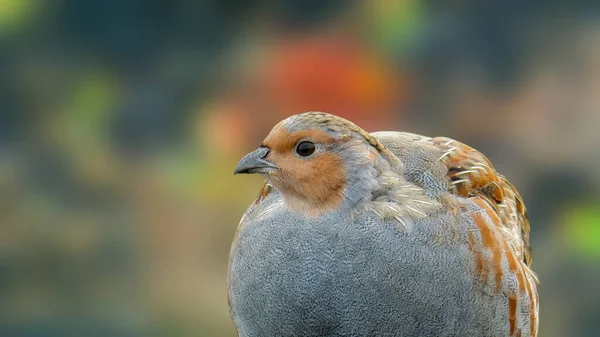 Grey Partridge Autumn Background — Stock Photo, Image